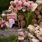 Hortenzia metlinatá (Hydrangea paniculata) ´GROUNDBREAKER® BLUSH´ by LIVING CREATIONS®´ - výška 60-70 cm, kont. C3L - NA KMIENKU